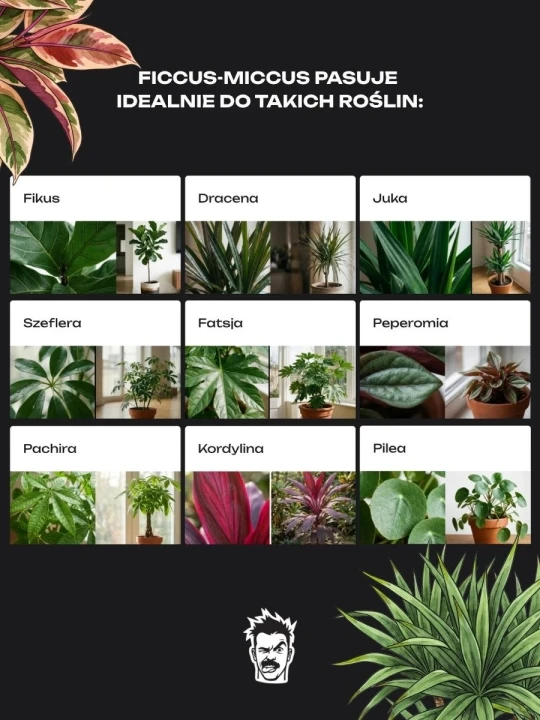 ficcus miccus gatunki roślin