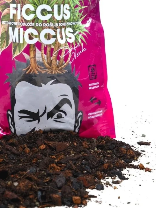 ficcus miccus podłoże